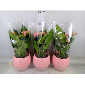 Anthurium   ...mix