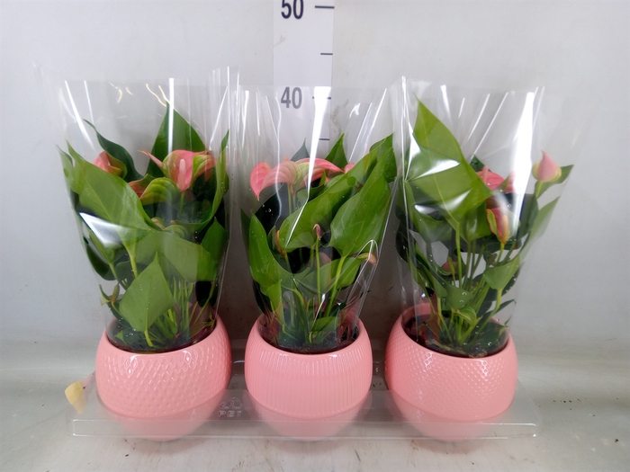<h4>Anthurium   ...mix</h4>
