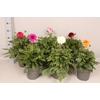 Dahlia 19 cm Divers