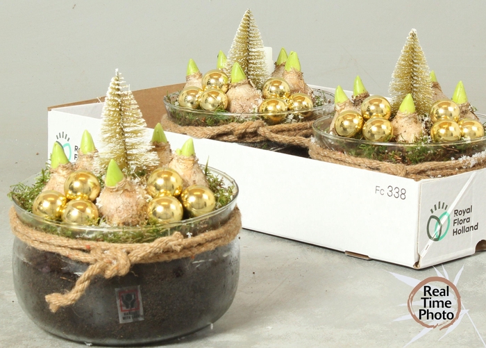 <h4>ARR HYACINTH</h4>