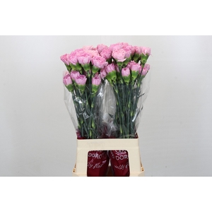 Dianthus St Deep Faith