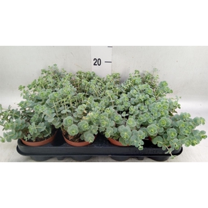 Sedum sieboldii
