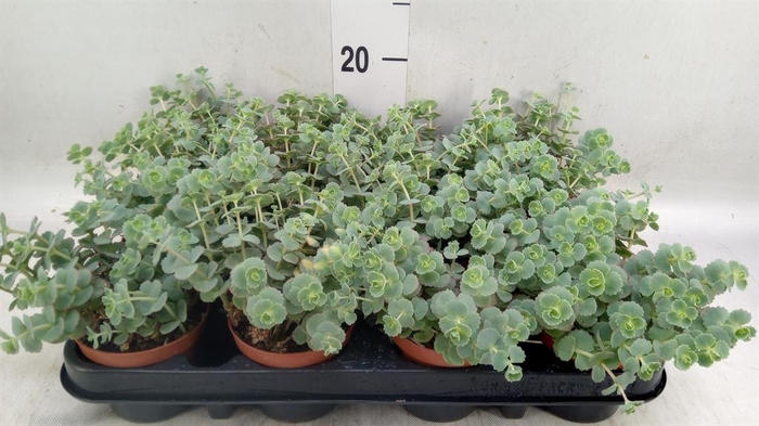 <h4>Sedum sieboldii</h4>