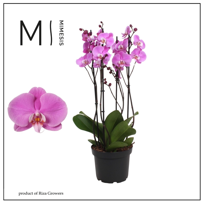 <h4>PHAL MURRAY</h4>