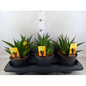 Sansevieria cyl.  ...