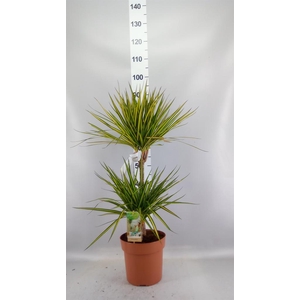 Dracaena marg. 'Sunray'