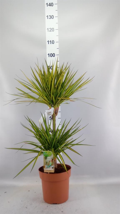 <h4>Dracaena marg. 'Sunray'</h4>