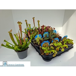 VLEESET PL GEM 6 SRT