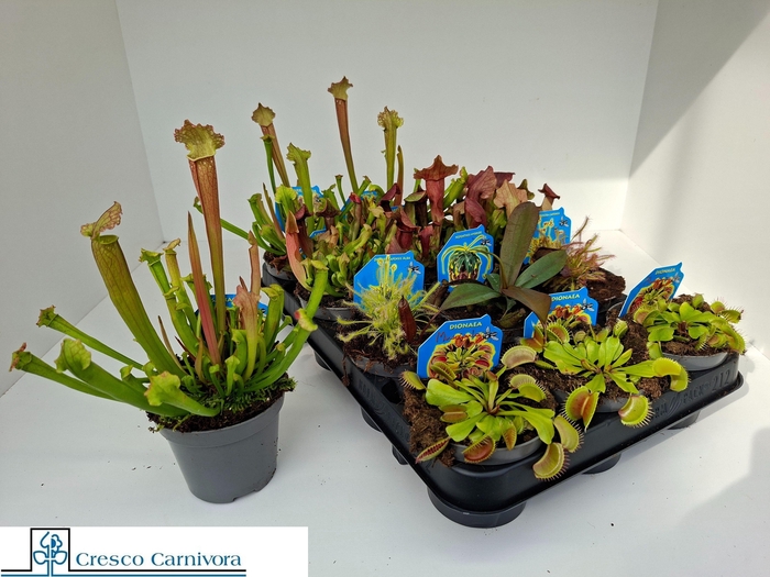 <h4>VLEESET PL GEM 6 SRT</h4>