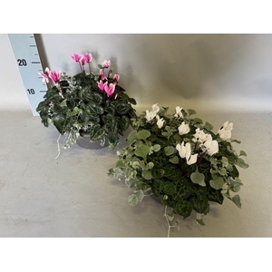 Schaal 23 Cyclamen Dichondra
