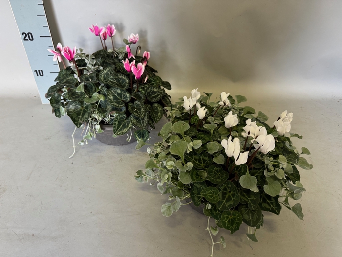 <h4>Schaal 23 Cyclamen Dichondra</h4>