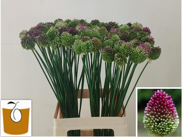 ALLIUM SPHAEROCEPHAL