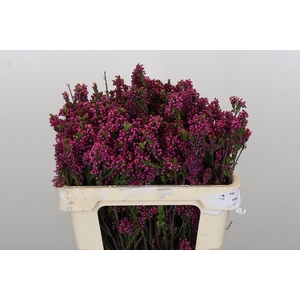 Kaaps Groen Erica Pink