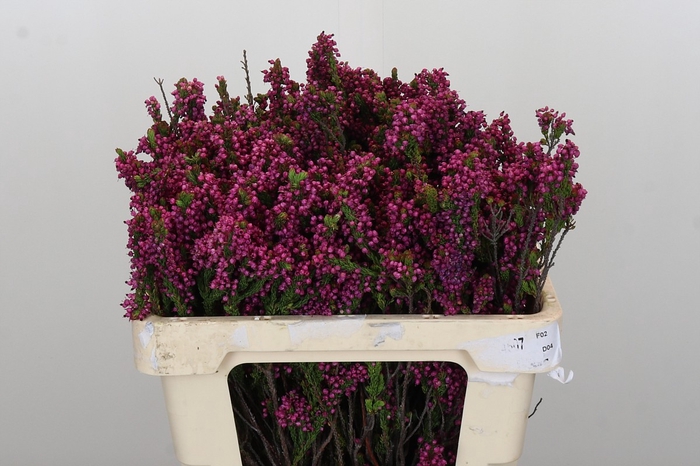 <h4>Kaaps Groen Erica Pink</h4>