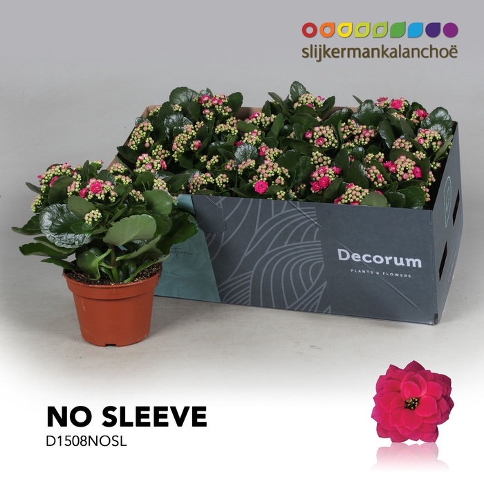 <h4>Kalanchoe No Sleeve - Purple</h4>