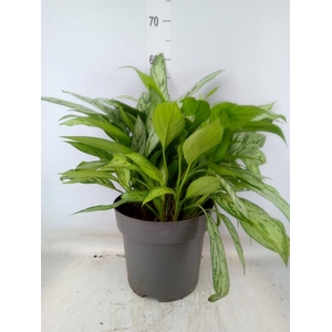 Aglaonema comm. 'Silver Queen'