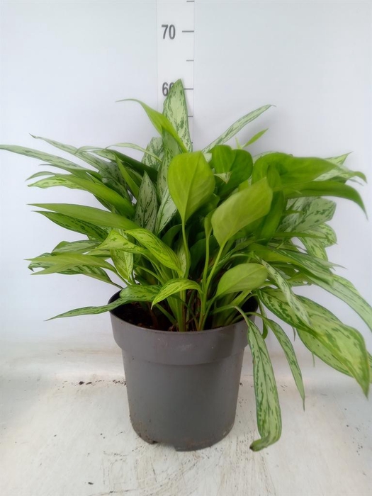 <h4>Aglaonema comm. 'Silver Queen'</h4>