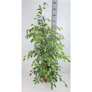 Fic Be Golden King 27cm Pot 160cm