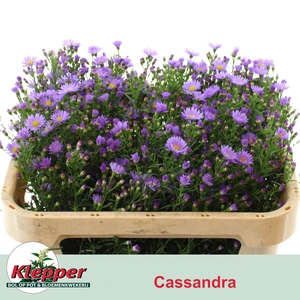 AST CASSANDRA