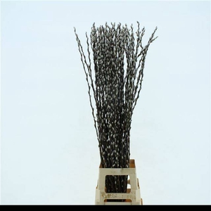 SALIX CA SNOW FLAKE