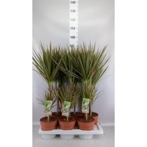 DRACAENA MARG. 'BICOLOR' 30-15