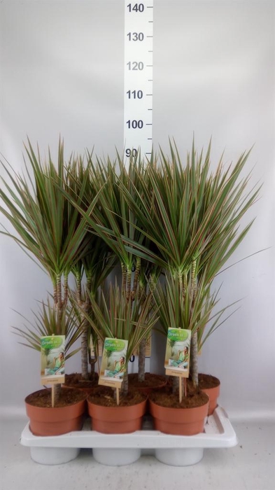 <h4>DRACAENA MARG. 'BICOLOR' 30-15</h4>