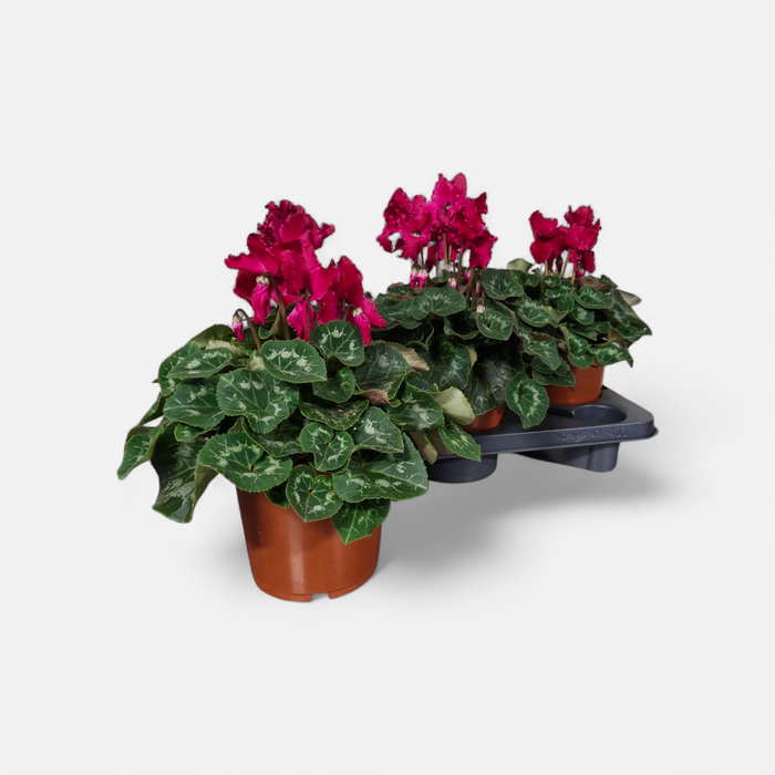 <h4>CYCL GR HAL CURLY</h4>