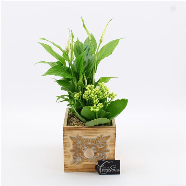 <h4>ESCR-2509W Essentials</h4>