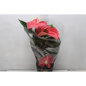ANTHURIUM MICHIGAN P17 PREMIUM