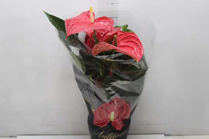<h4>ANTHURIUM MICHIGAN P17 PREMIUM</h4>