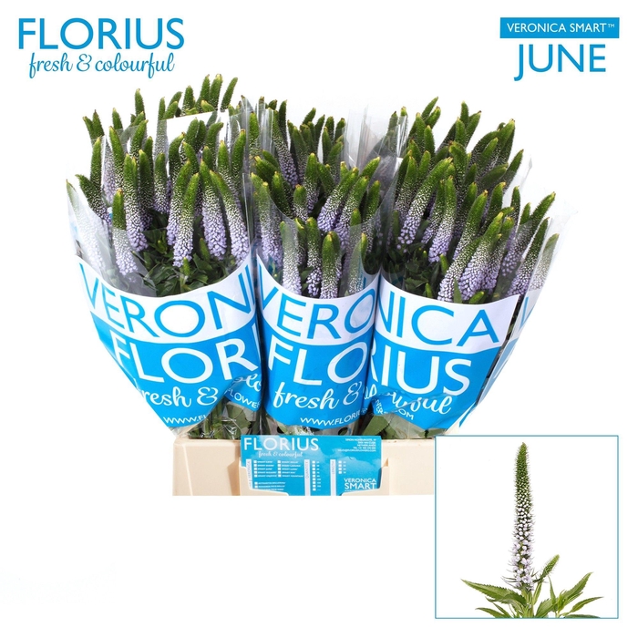 <h4>VERON SMART JUNE</h4>