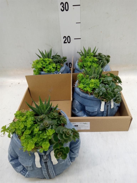 <h4>Arr. Kamerplant Groen L%</h4>