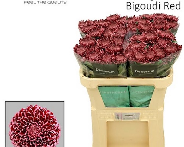 <h4>Chr G Bigoudi Red Arcadia</h4>