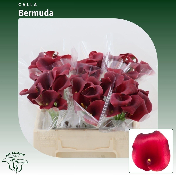 <h4>Calla Bermuda</h4>