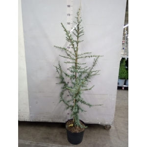 Cedrus libani 'Glauca'