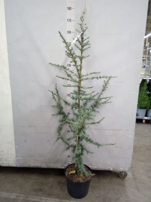 <h4>Cedrus libani 'Glauca'</h4>