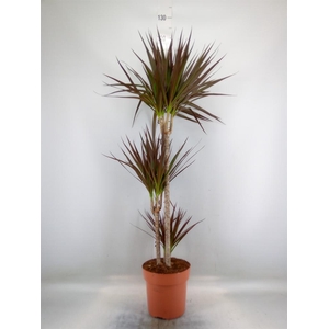 Dracaena marg. 'Magenta'