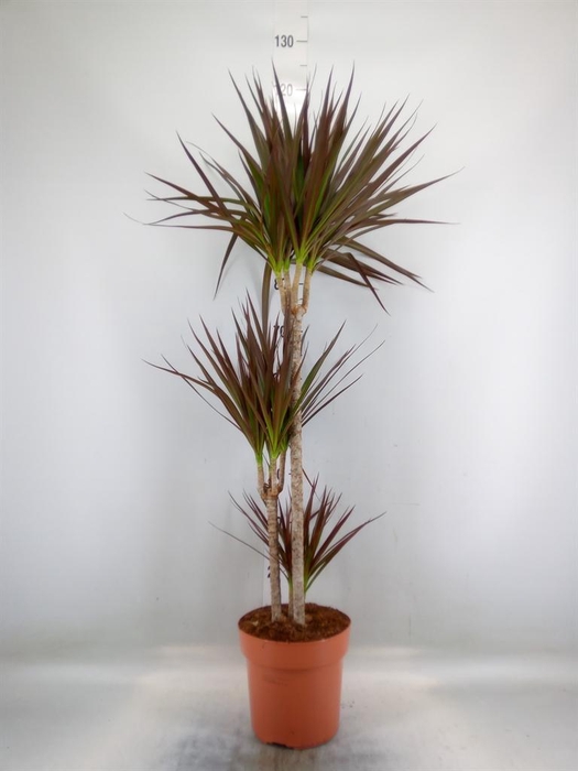 <h4>Dracaena marg. 'Magenta'</h4>