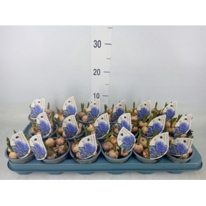 Muscari  'Fantasy Creation'