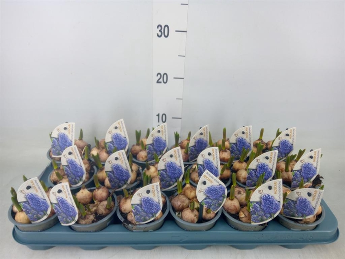 <h4>Muscari  'Fantasy Creation'</h4>