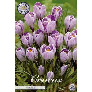 Crocus Vernus Pickwick X10