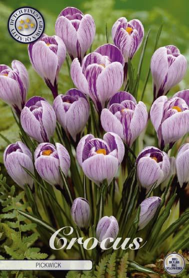 <h4>Crocus Vernus Pickwick X10</h4>