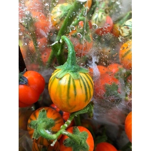 EGGPLANTS (AUBERGINE) ORANGE 500GR