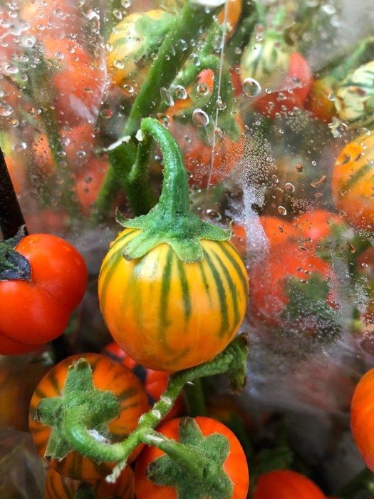 <h4>EGGPLANTS (AUBERGINE) ORANGE 500GR</h4>