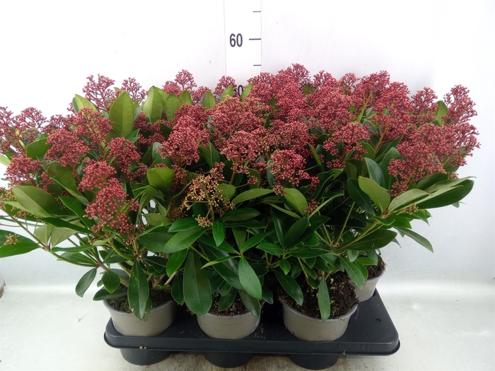 <h4>Skimmia jap. 'Rubella'</h4>