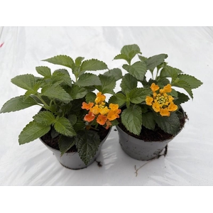 LANTANA CAMARA-HYBRID p11 oranje