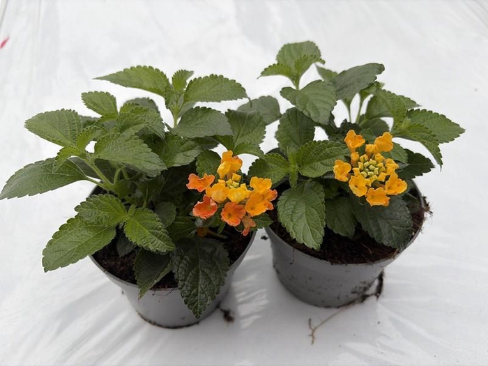 <h4>LANTANA CAMARA-HYBRID p11 oranje</h4>