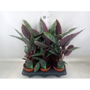 Apoballis acuminatissima