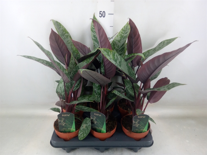 <h4>Apoballis acuminatissima</h4>