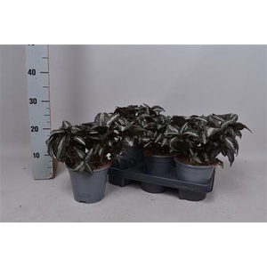 PILEA SPR SILV TREE